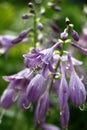 Flowers host in lavender tones in approach.