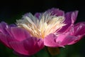 Peony flower on a dark background. Royalty Free Stock Photo