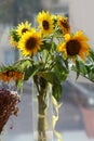 Solar sunflowers bouquet in a vase on the window Royalty Free Stock Photo