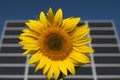 Sunflower and photovoltaic panels Royalty Free Stock Photo