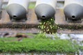 Solar vacuum tubes bottom part with fungi grown