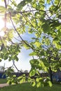 Solar warm rays through the leaves consecrate tree. The concept of dawn and spring