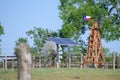 Solar Water well with Texas Windmill in front of summer green trees, farm ranch fence and blue sky background