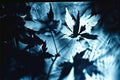 solarized photograms creating high contrast photograms using the