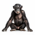 Solarized Quirky Chimpanzee: A Playful Satirical Caricature In Symmetrical Photo