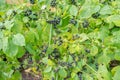 Solarum scabrum bush plants in close-up.