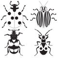 Solated black and white beetles