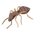 Soldier ant icon, isometric style