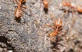 Soldier ant protect working ant in the nature Royalty Free Stock Photo