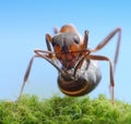 Soldier ant ready to shoot with acid Royalty Free Stock Photo