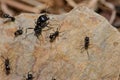 Soldier ant and worker ants.