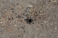 Soldier ants and worker ants entering the anthill