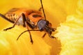 Soldier Beetle Royalty Free Stock Photo