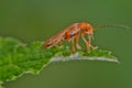 Soldier Beetle Royalty Free Stock Photo