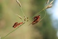 Soldier beetle