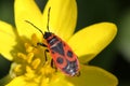 Soldier beetle Royalty Free Stock Photo