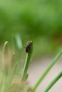 A soldier beetle on a blade of grass Royalty Free Stock Photo