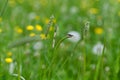 A soldier beetle on a blade of grass Royalty Free Stock Photo