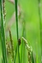 A soldier beetle on a blade of grass Royalty Free Stock Photo