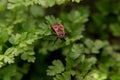 Soldier beetle on blade macro Red insect Royalty Free Stock Photo