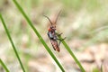 The soldier beetle Cantharidae Royalty Free Stock Photo