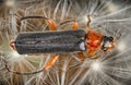 Soldier Beetle, Cantharidae Royalty Free Stock Photo