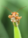 The soldier beetle Cantharidae Royalty Free Stock Photo