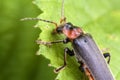 Soldier Beetle - Cantharidae Royalty Free Stock Photo