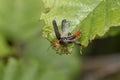 Soldier beetle, Cantharidae, walking on tree leaves and about to take off flying during June in scotland. Royalty Free Stock Photo