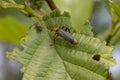 Soldier beetle, Cantharidae, walking on tree leaves and about to take off flying during June in scotland. Royalty Free Stock Photo