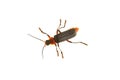Soldier beetle Cantharis fusca on a white background Royalty Free Stock Photo