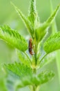Soldier beetle - Cantharis fusca Royalty Free Stock Photo