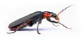 Soldier beetle Cantharis obscura on white background Royalty Free Stock Photo