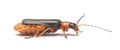 Soldier beetle cantharis pellucida