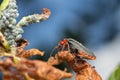 Soldier beetle, Cantharis rustica and aphids Royalty Free Stock Photo