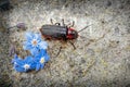 Soldier Beetle, Cantharis rustica Emerging from Forget-me-not Flower on to a stone