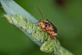Soldier beetle Royalty Free Stock Photo