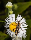 A soldier beetle climbs on a daisy in a summertime meadow Royalty Free Stock Photo