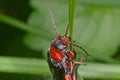 Soldier beetle Royalty Free Stock Photo