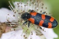 Soldier beetle feeding Royalty Free Stock Photo