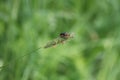 Soldier-beetle on Foxtail-grass Royalty Free Stock Photo