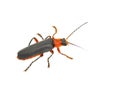 Soldier beetle isolated Royalty Free Stock Photo