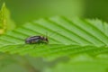 Soldier Beetle on a leaf Royalty Free Stock Photo