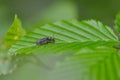 Soldier Beetle on a leaf Royalty Free Stock Photo