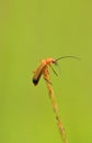 Soldier beetle (Rhagonycha fulva)