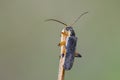 Soldier beetle sitting on dry bent Royalty Free Stock Photo