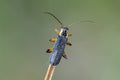 Soldier beetle sitting on dry bent Royalty Free Stock Photo