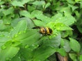 A soldier beetle sitting on a leaf Royalty Free Stock Photo