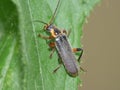 Soldier Beetle UK - Macro Photography Royalty Free Stock Photo