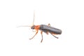 Soldier beetle on a white background Royalty Free Stock Photo